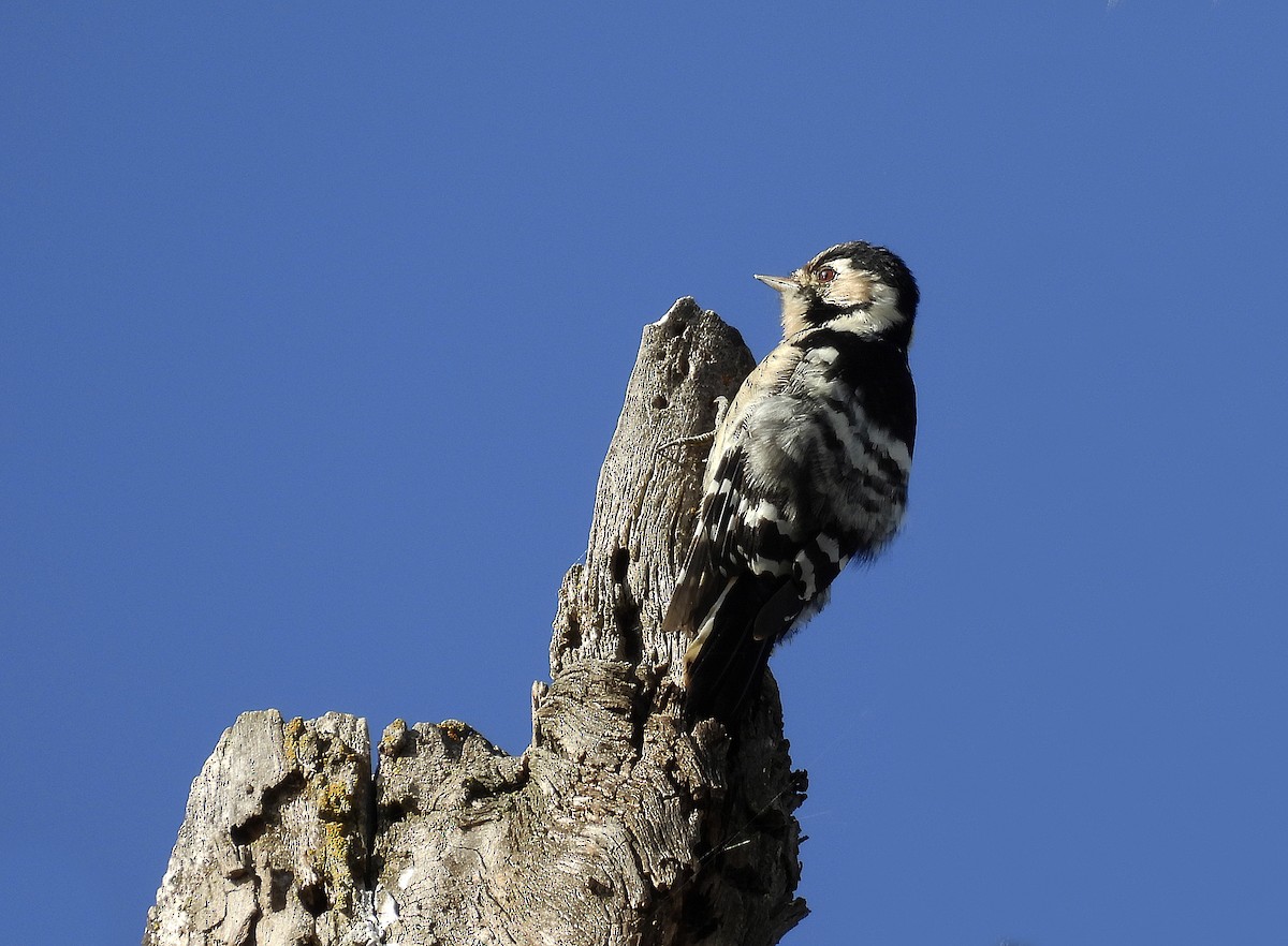 Lesser Spotted Woodpecker - ML493384971