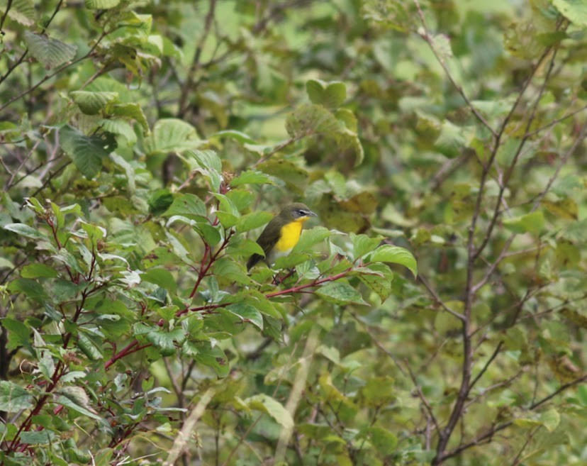 Yellow-breasted Chat - ML493386371