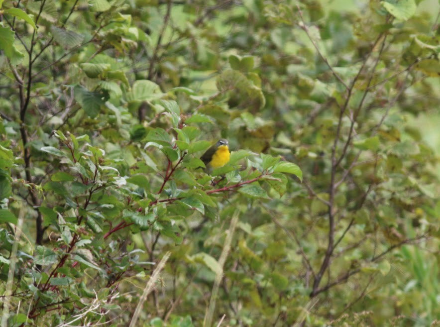 Yellow-breasted Chat - ML493386381