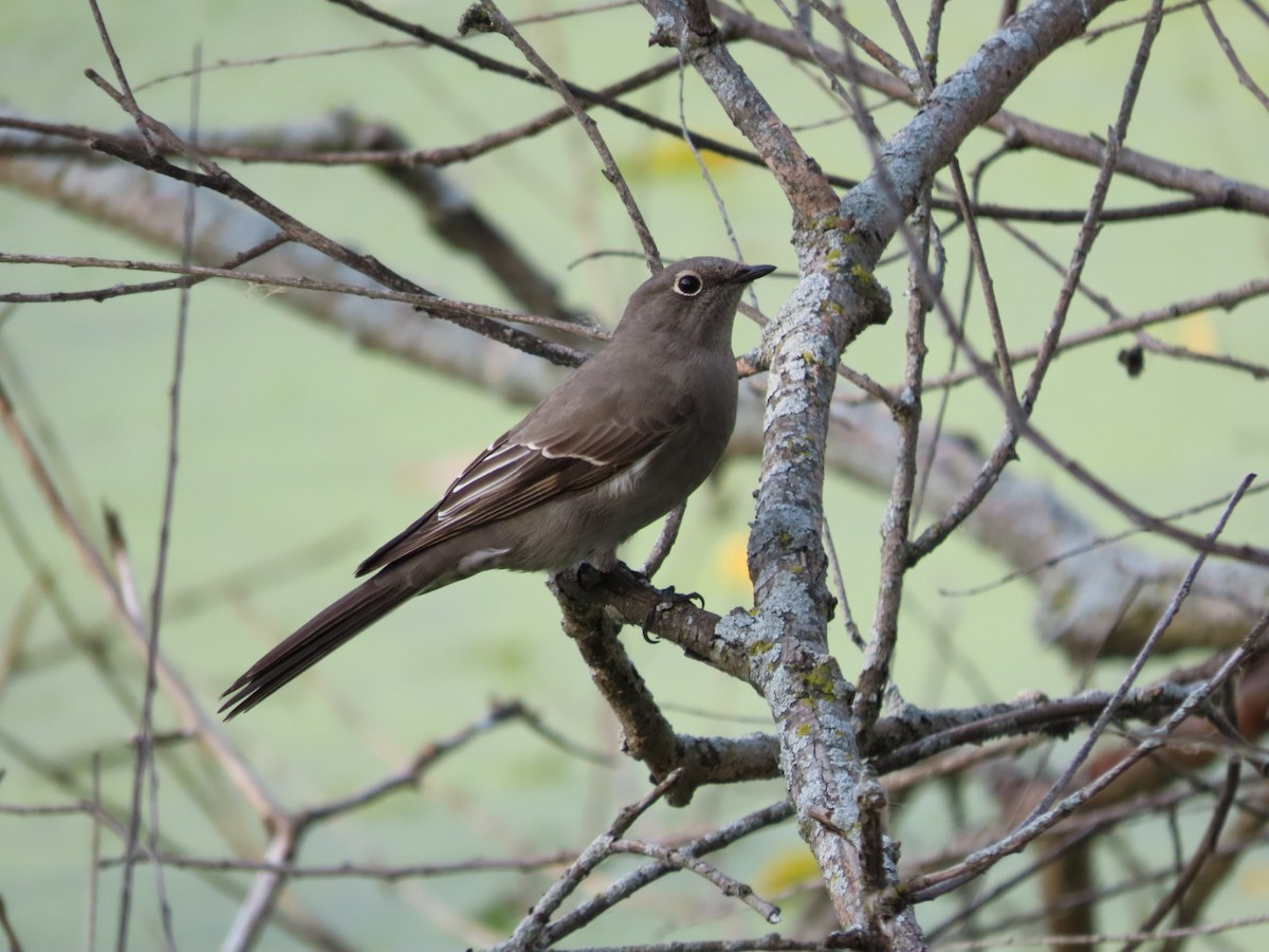 Townsend's Solitaire - ML493390261