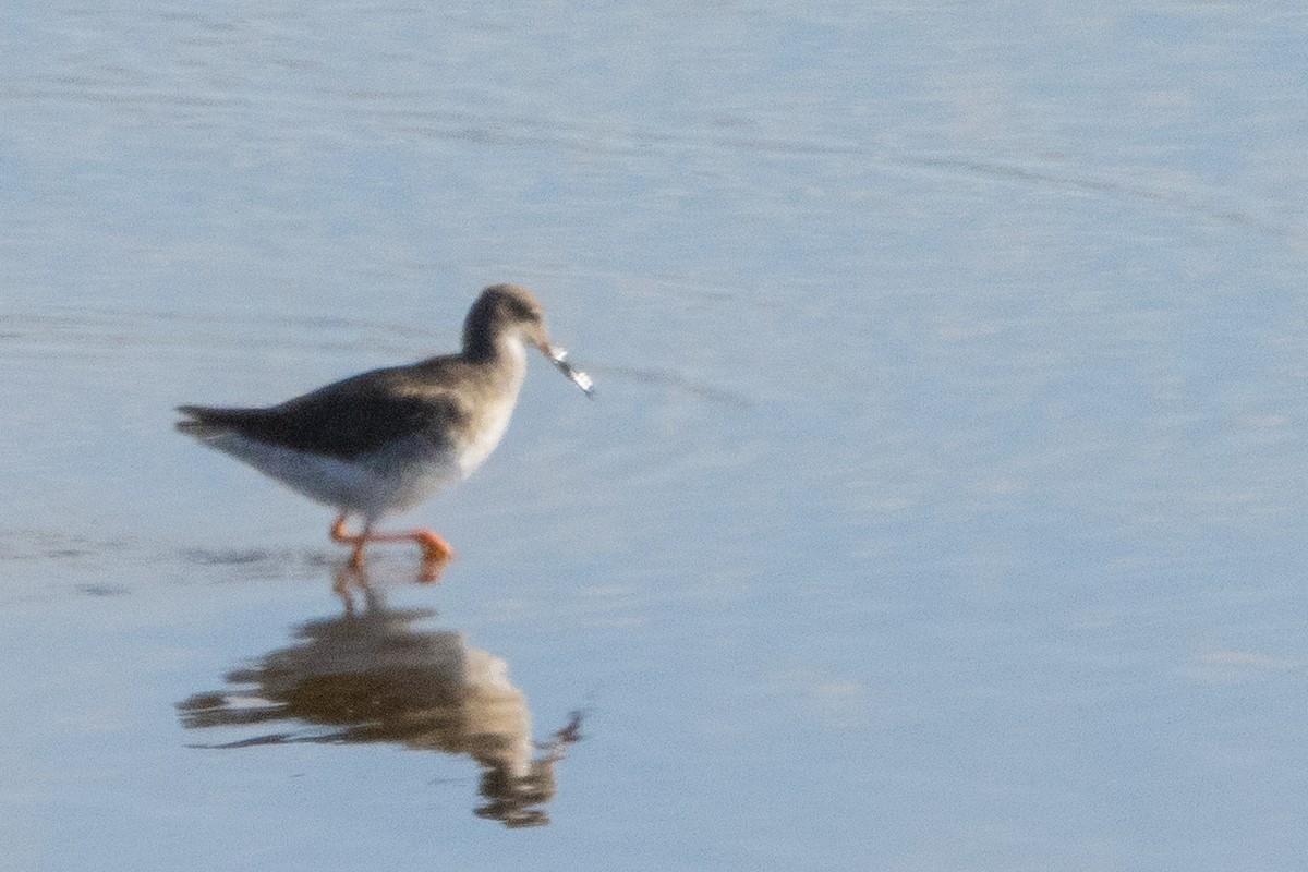 Spotted Redshank - ML493392561