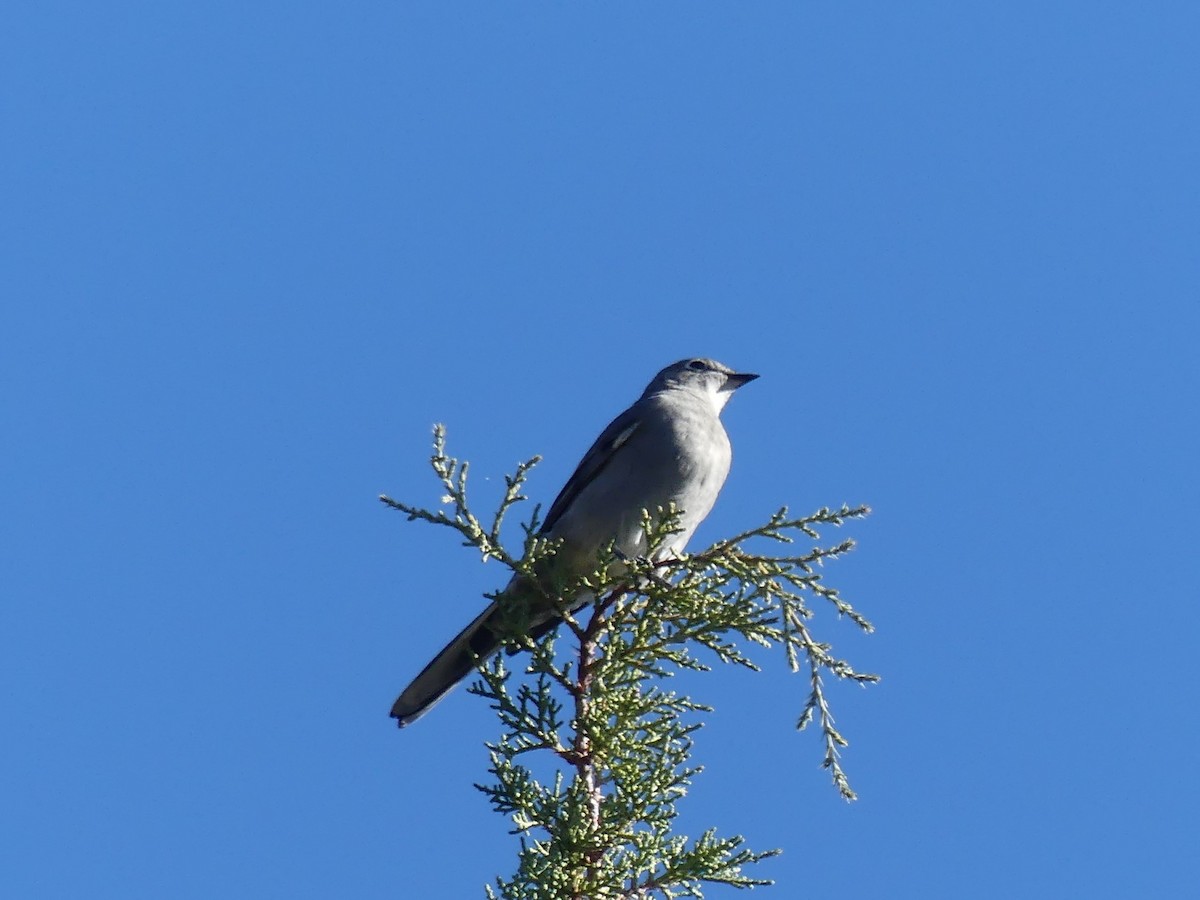 Townsend's Solitaire - Michael Anderson