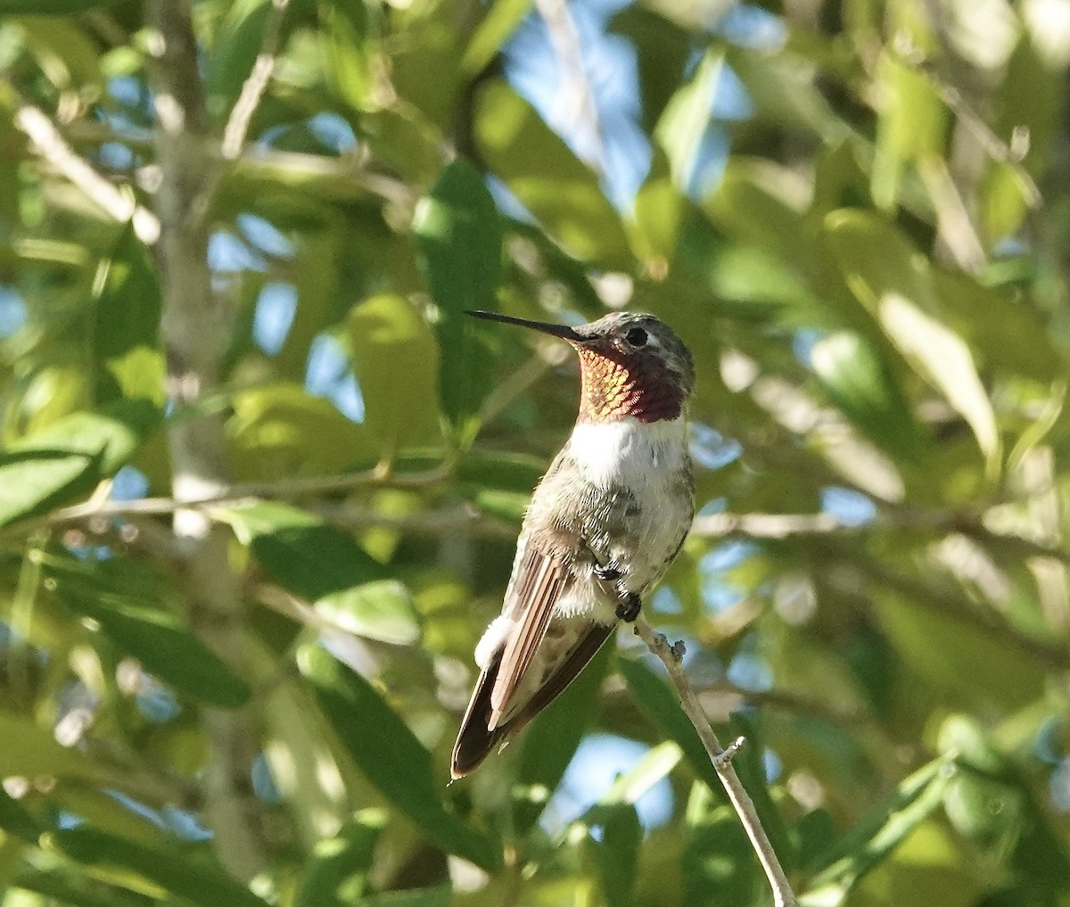 Broad-tailed Hummingbird - ML493395181