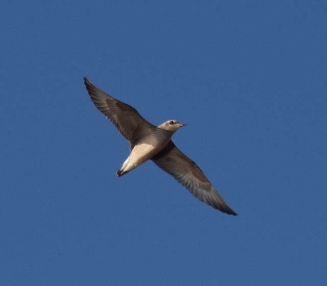 Possible Confusion species: American Golden-Plover (<em class="SciName notranslate">Pluvialis dominica</em>). - American Golden-Plover - 