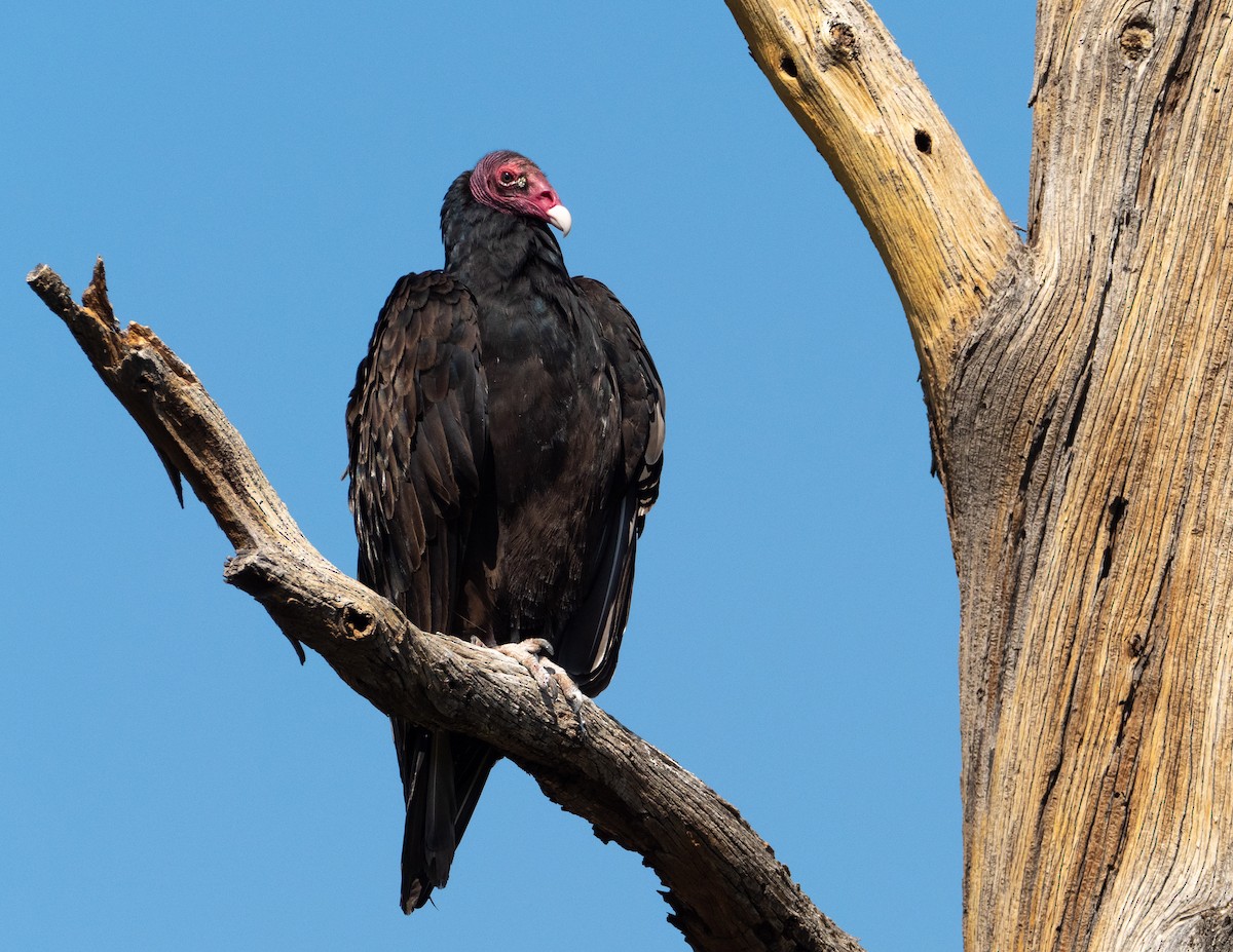 Turkey Vulture - Jan Allen