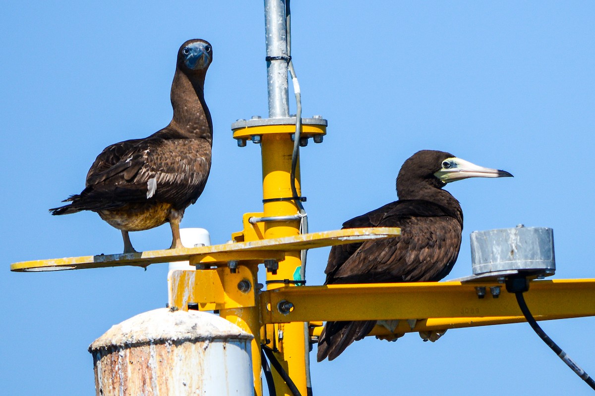 Brown Booby - ML493405991