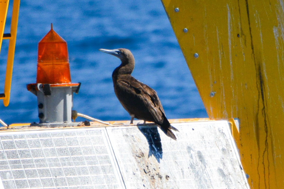 Brown Booby - ML493406021