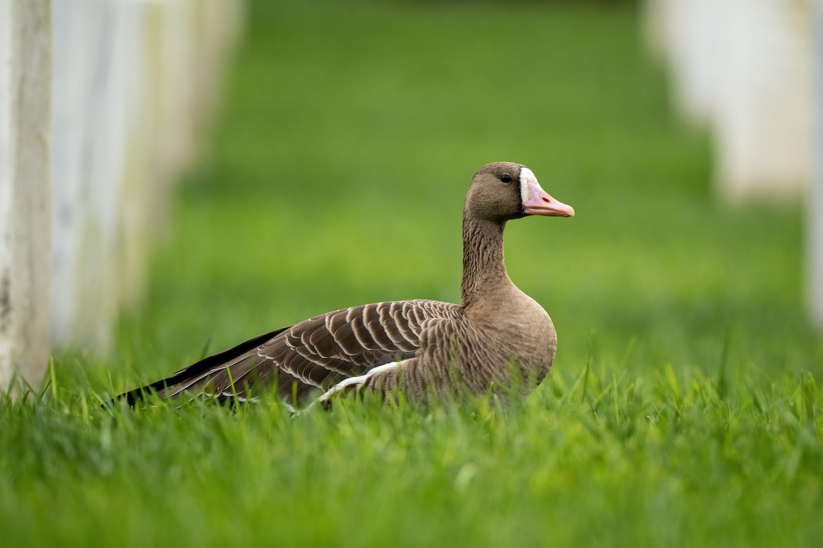 Greater White-fronted Goose - ML493406781