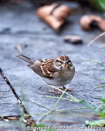 Chipping Sparrow - ML493407051