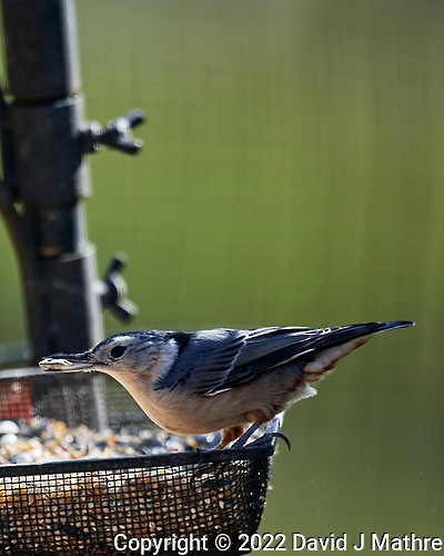 White-breasted Nuthatch - ML493408081