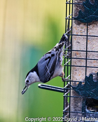 White-breasted Nuthatch - ML493411801