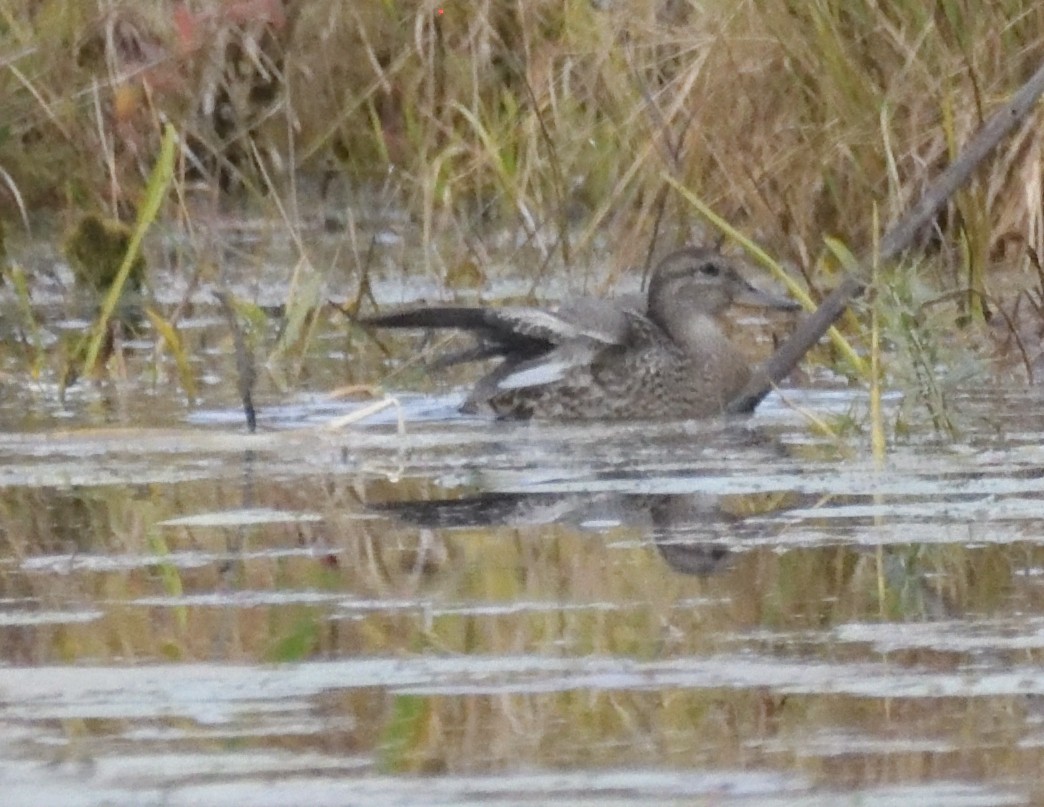 Green-winged Teal - ML493412001