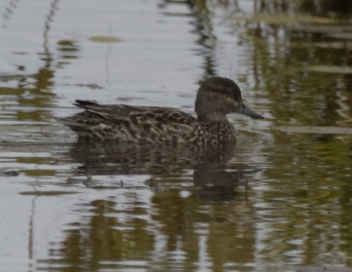 Green-winged Teal - ML493412031