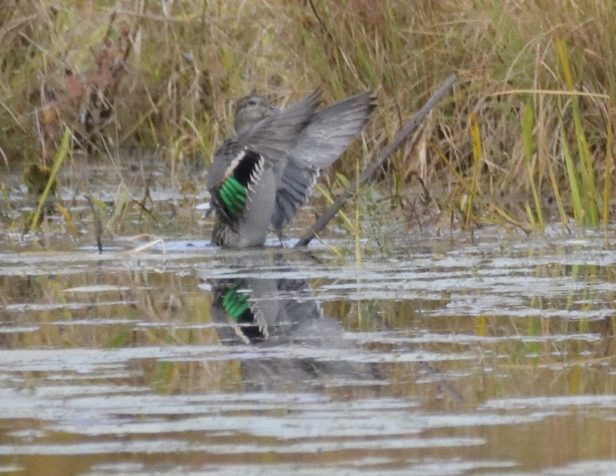 Green-winged Teal - ML493412051