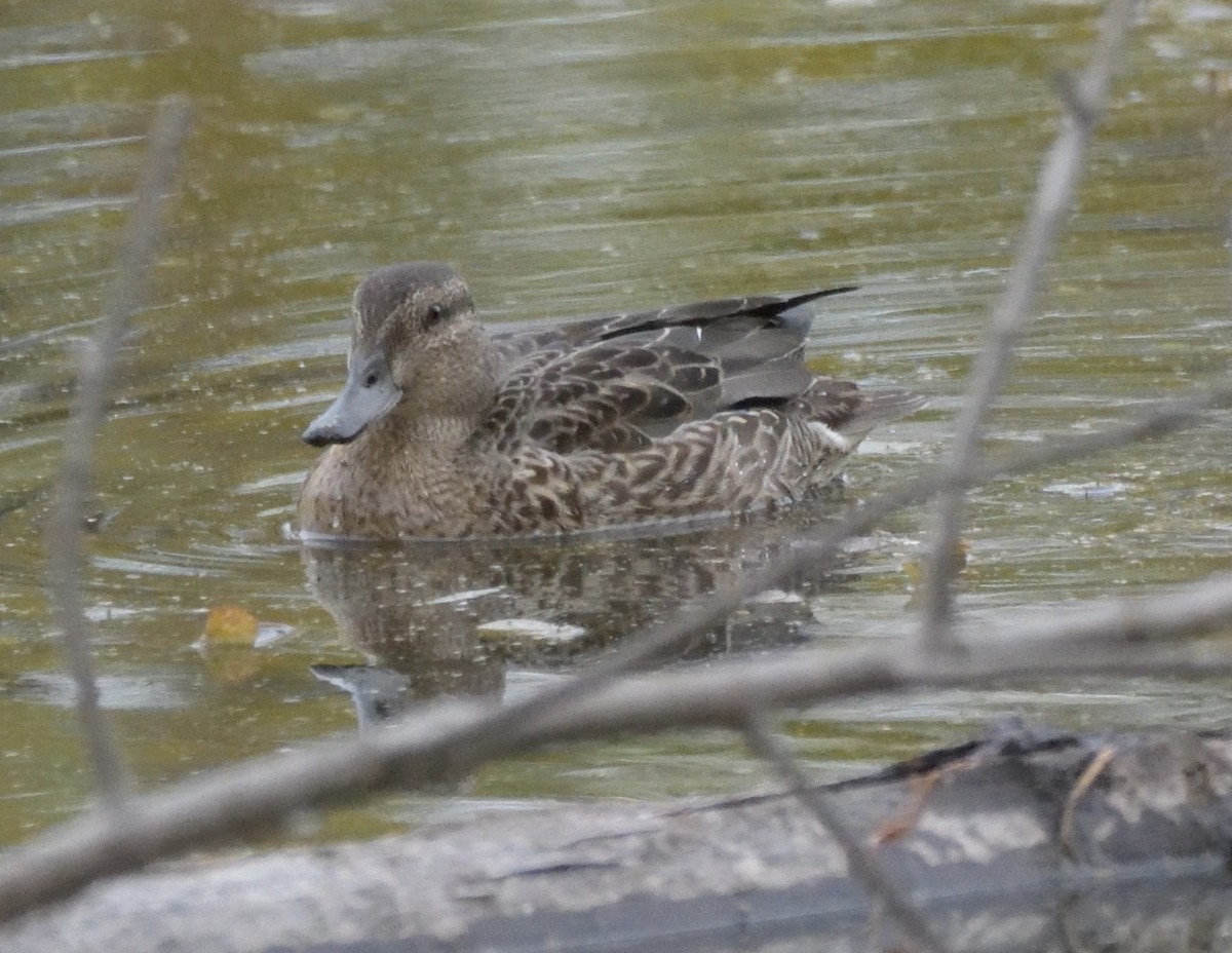 Green-winged Teal - ML493412071