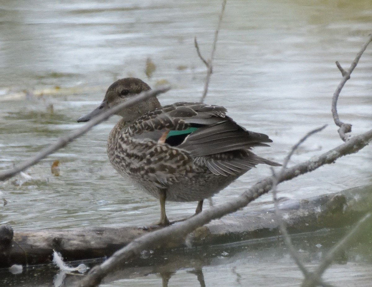 Green-winged Teal - ML493412091