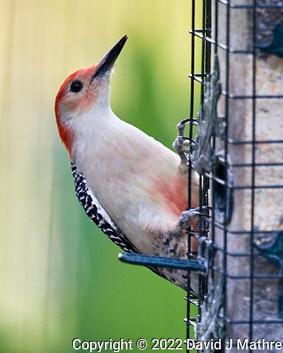 Red-bellied Woodpecker - ML493413481