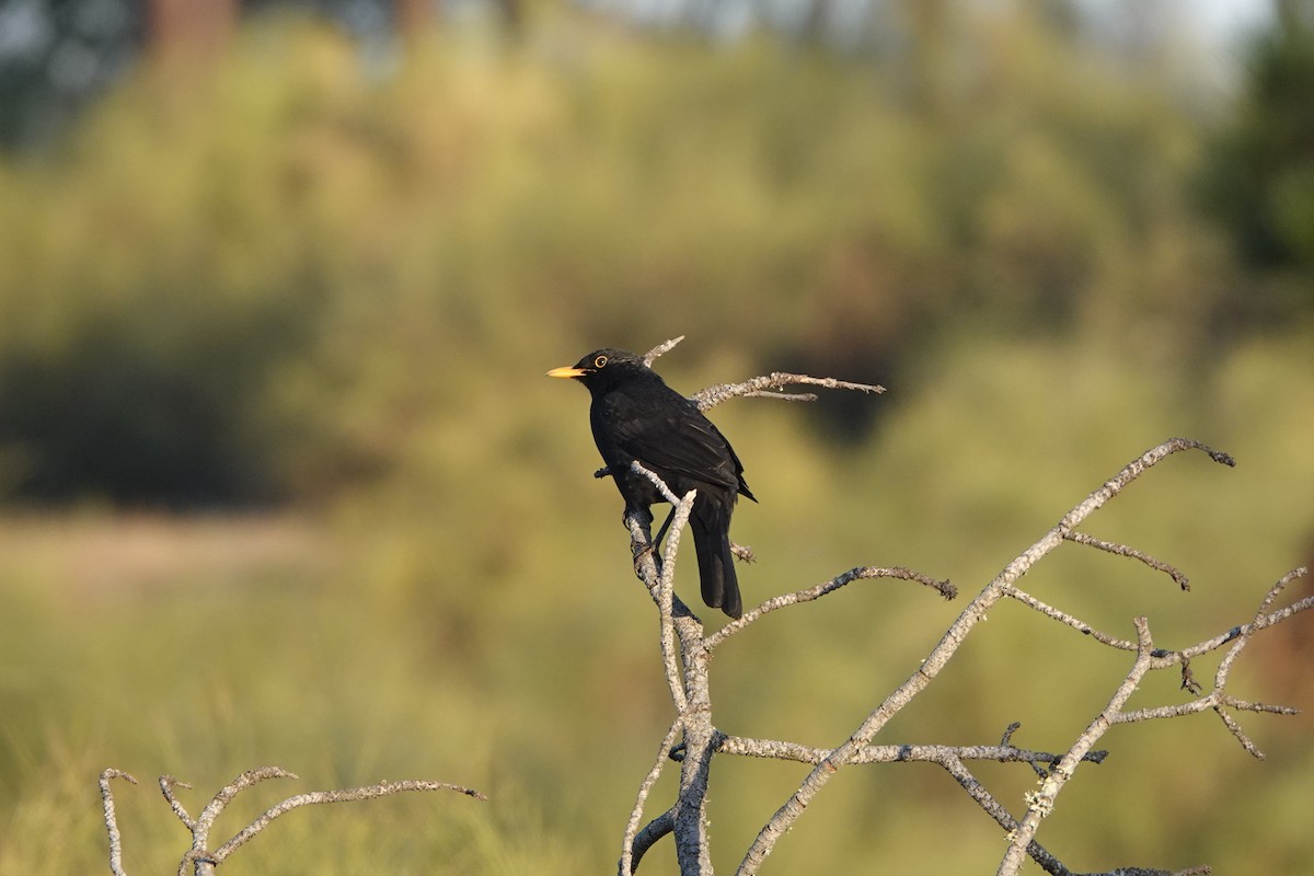 Eurasian Blackbird - ML493416901