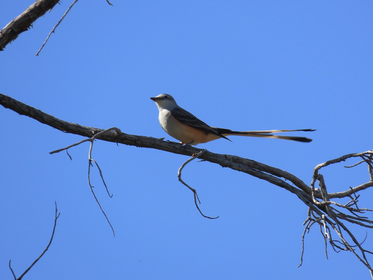 Scissor-tailed Flycatcher - David Buckley