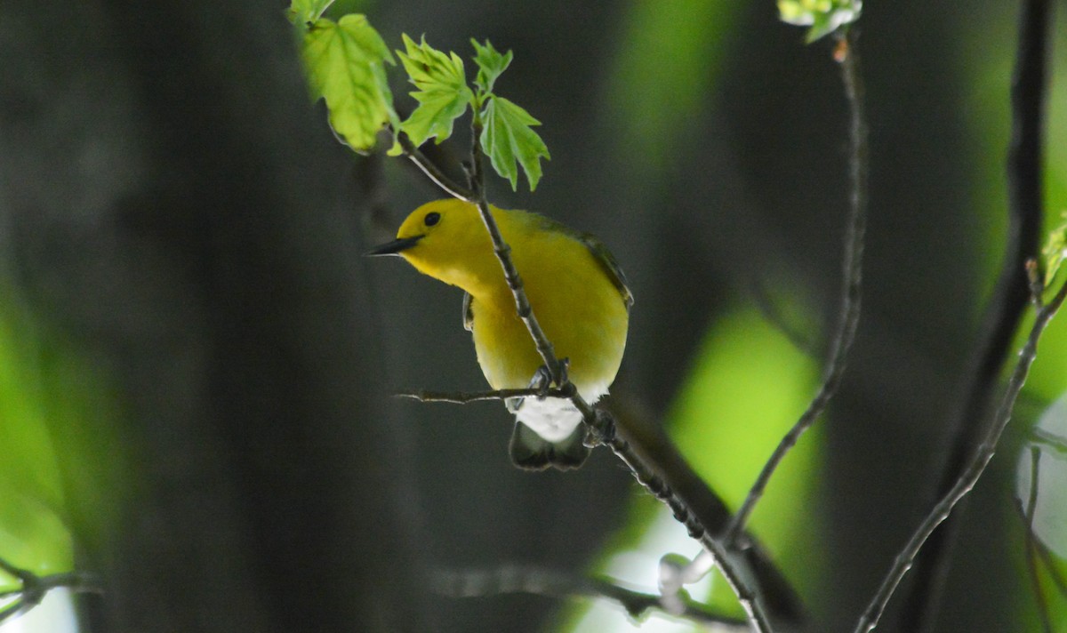 Prothonotary Warbler - ML49341831