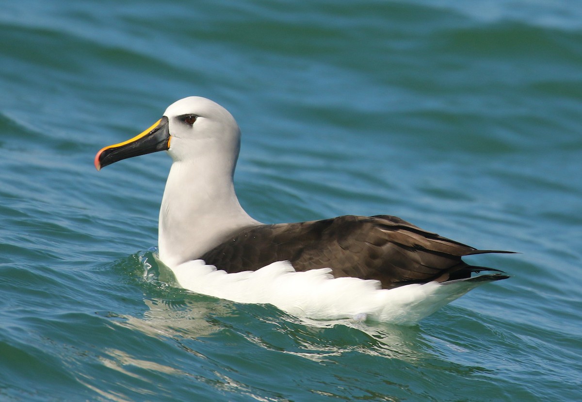 Atlantic Yellow-nosed Albatross - ML493429531