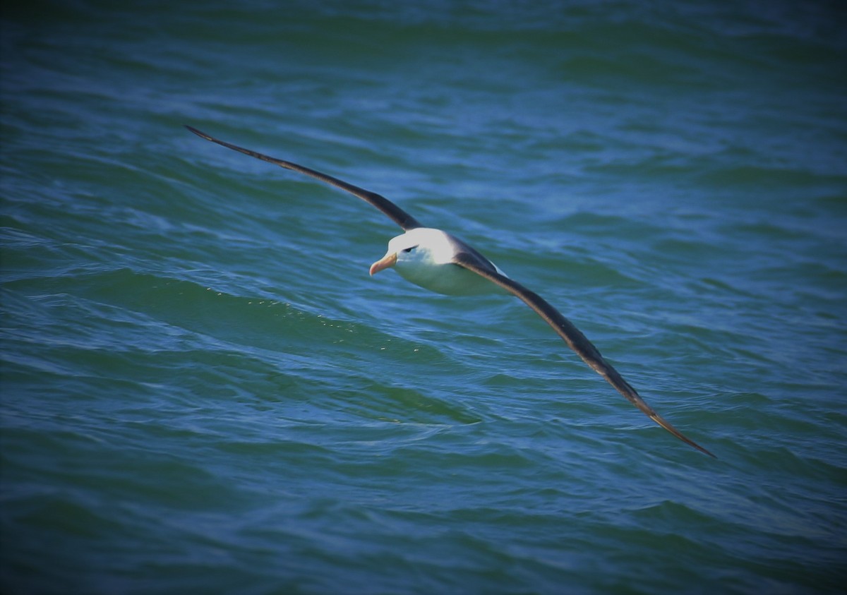 Black-browed Albatross - Mats Hildeman