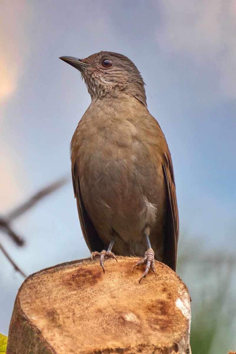 Pale-breasted Thrush - ML493431081