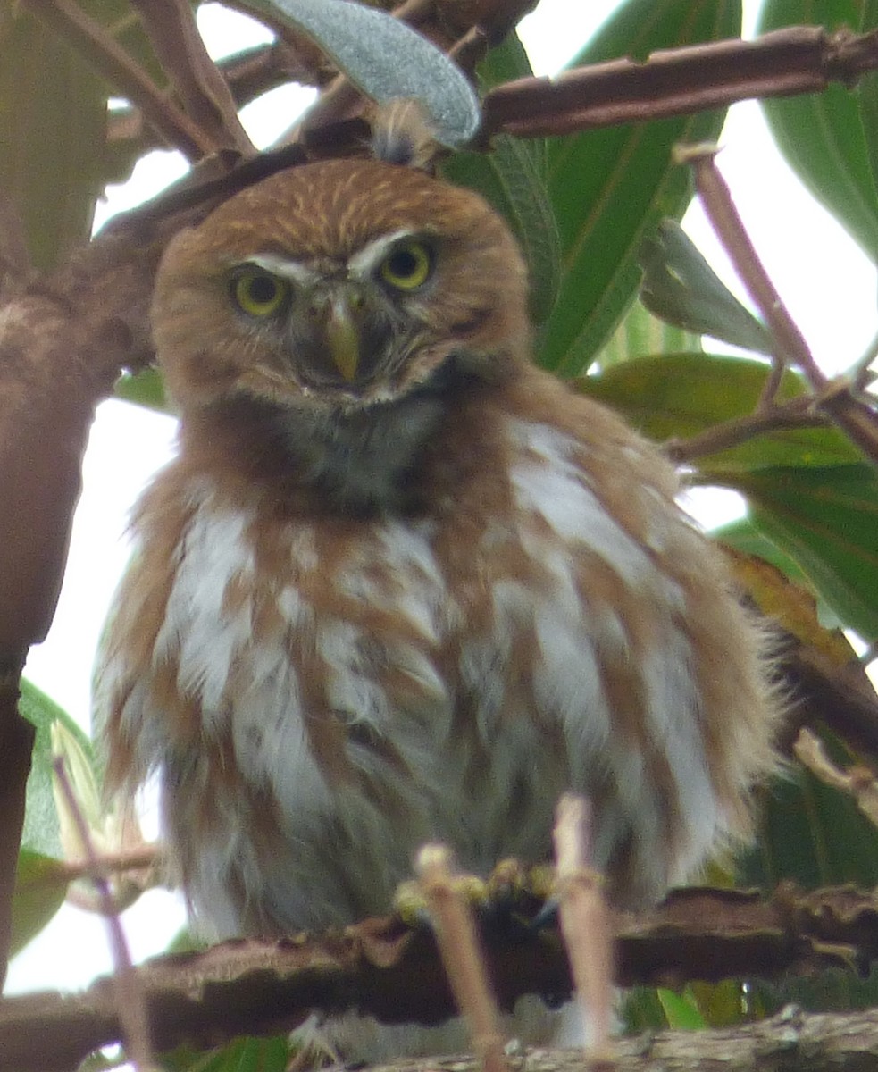 Ferruginous Pygmy-Owl - ML493431221