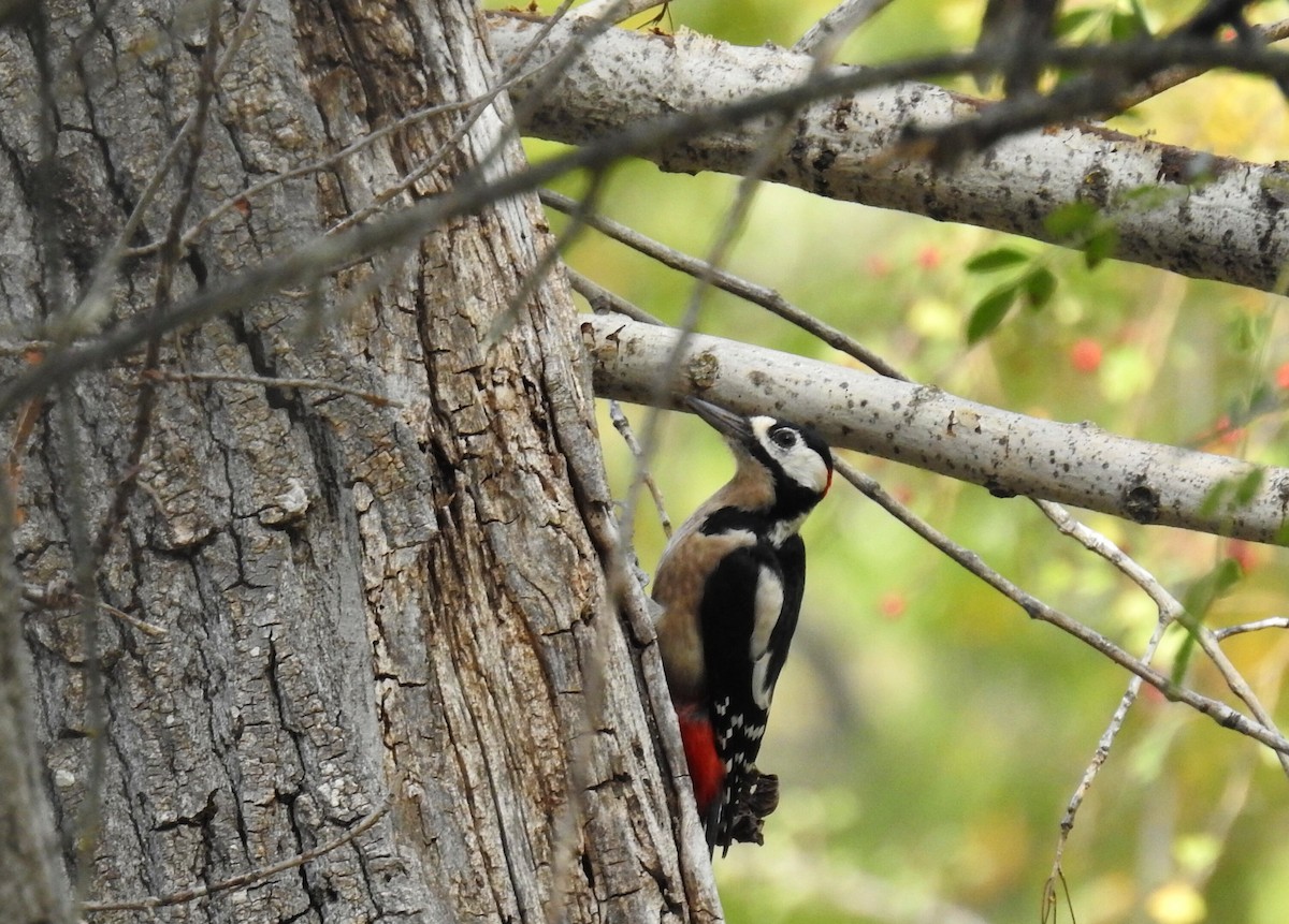 Great Spotted Woodpecker - ML493432161