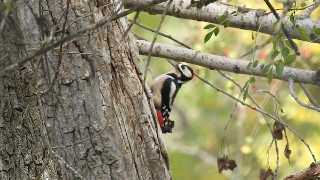 Great Spotted Woodpecker - ML493432171