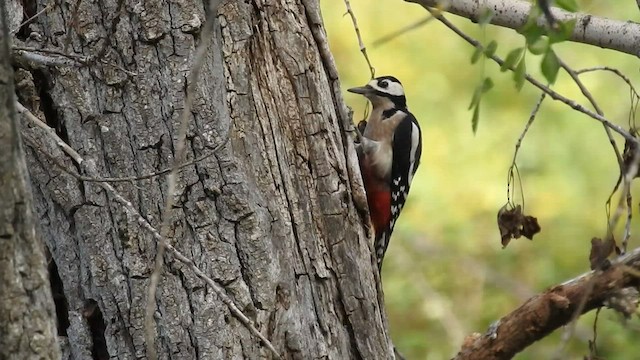 Great Spotted Woodpecker - ML493432191