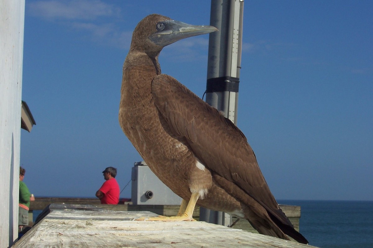 Brown Booby - ML49343701