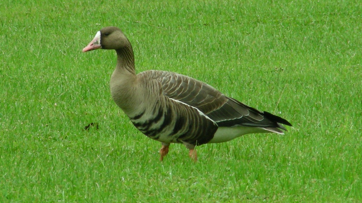 Greater White-fronted Goose - ML493439171