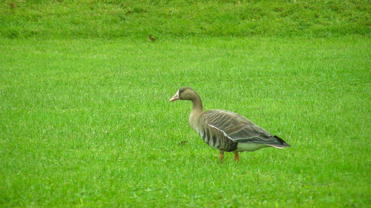 Greater White-fronted Goose - ML493439181