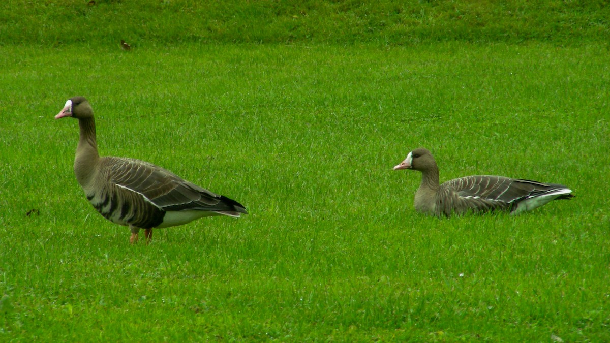 Greater White-fronted Goose - ML493439191