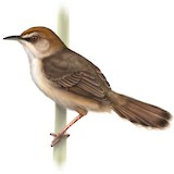 Kilombero Cisticola Illustration