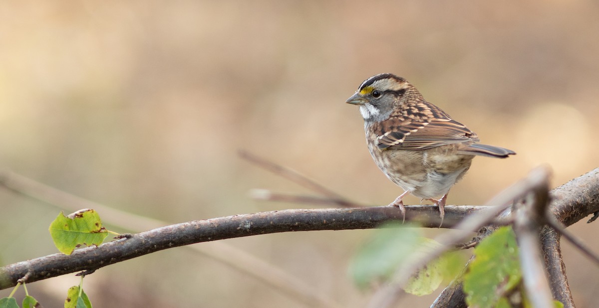 White-throated Sparrow - Doug Hitchcox