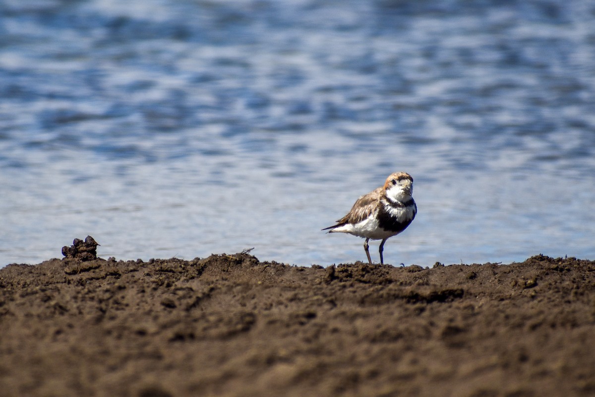 Two-banded Plover - ML493445921