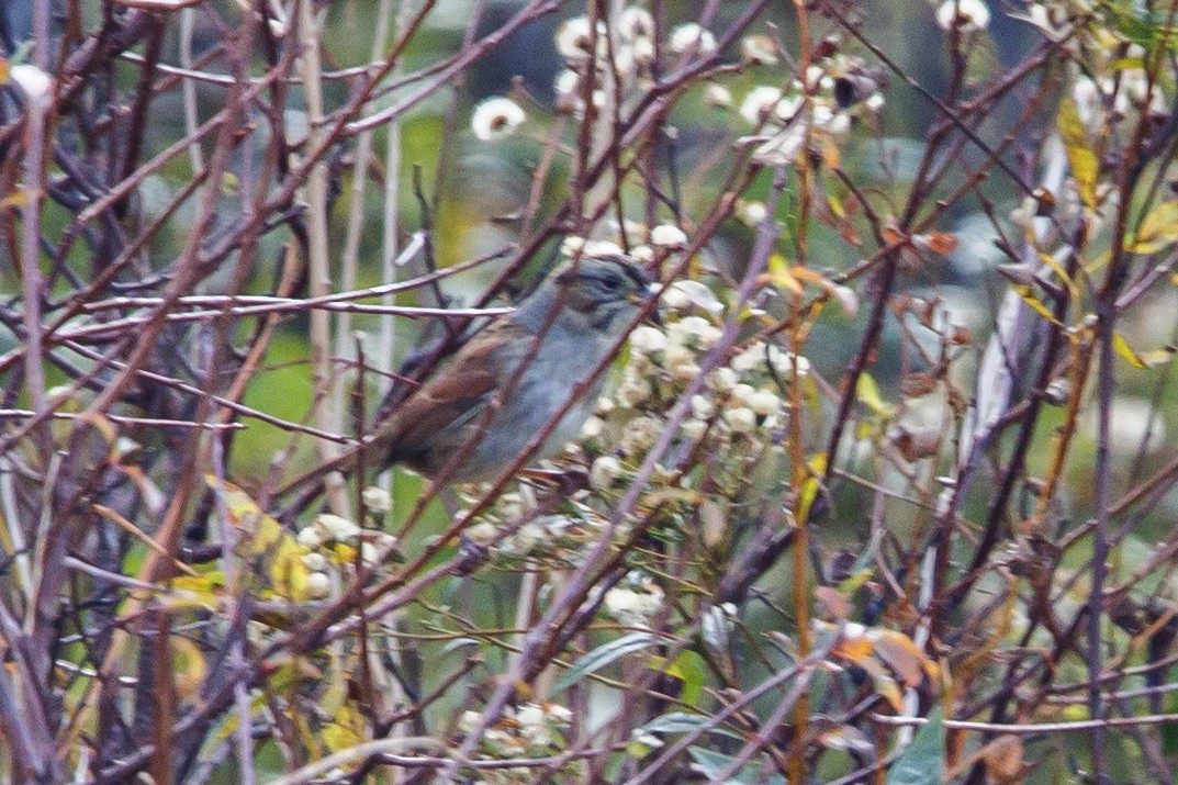 Swamp Sparrow - ML493446781