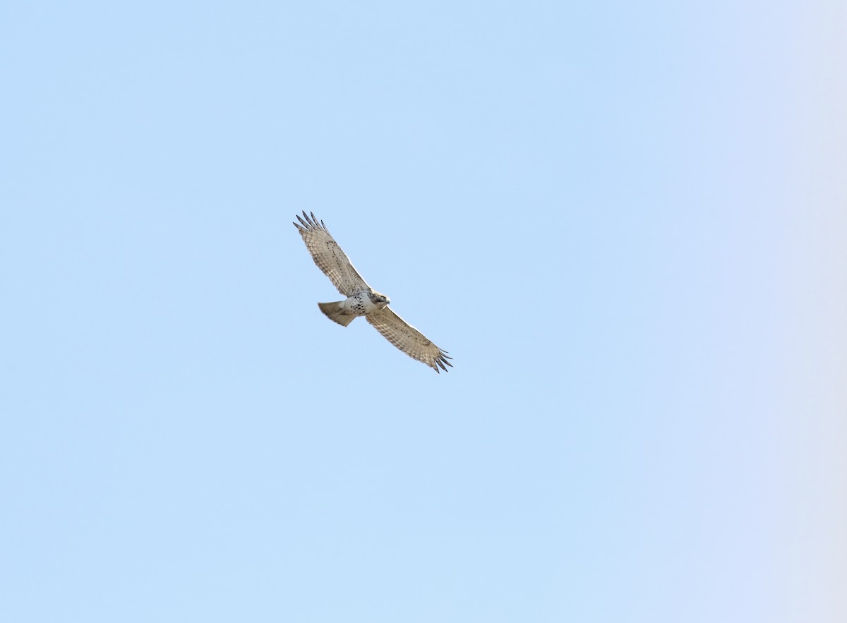 Red-tailed Hawk (borealis) - ML49344691