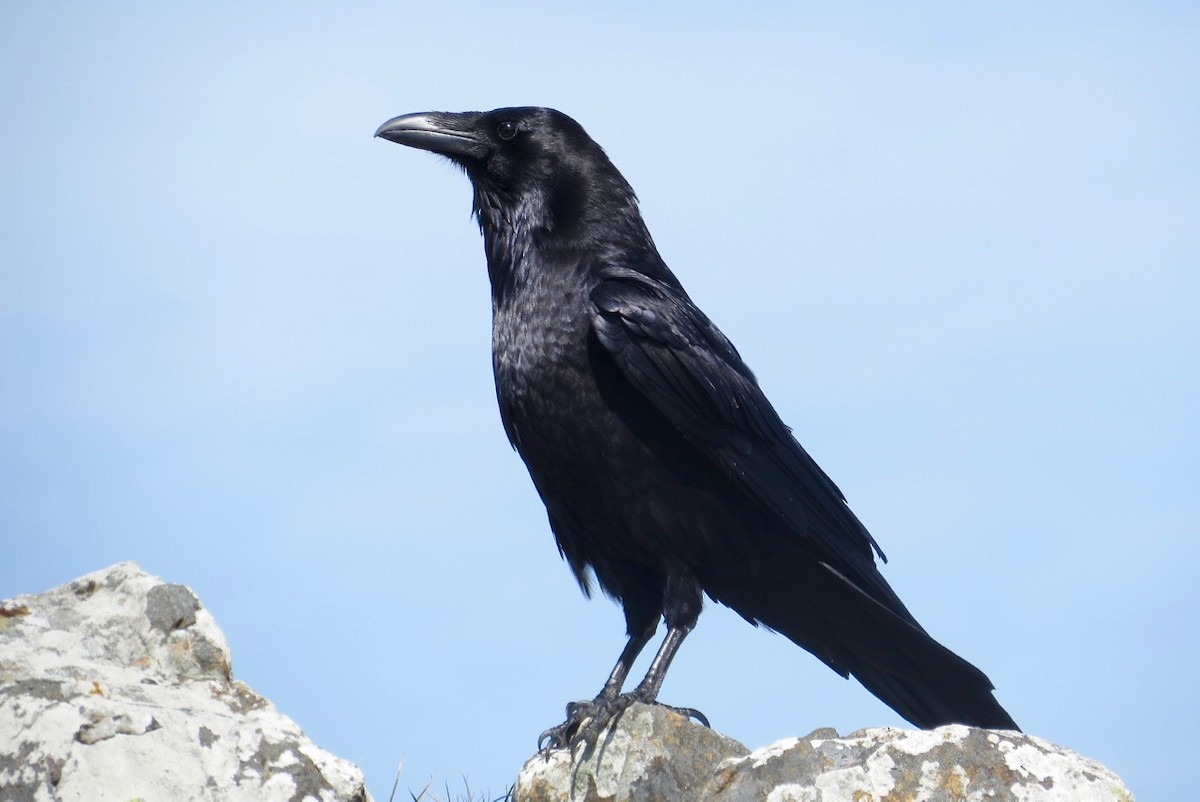 Common Raven - ML49345081