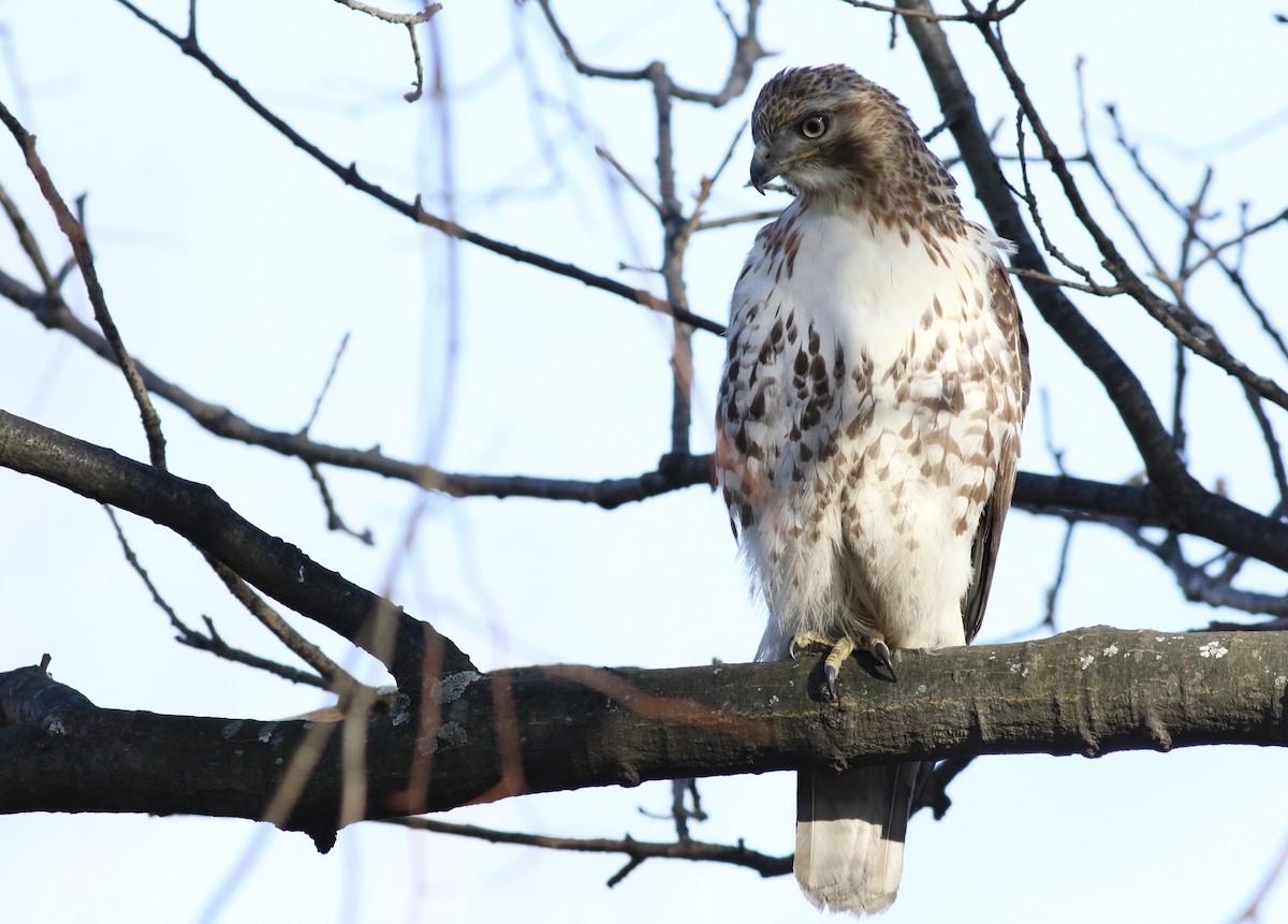 Red-tailed Hawk (borealis) - ML49345091
