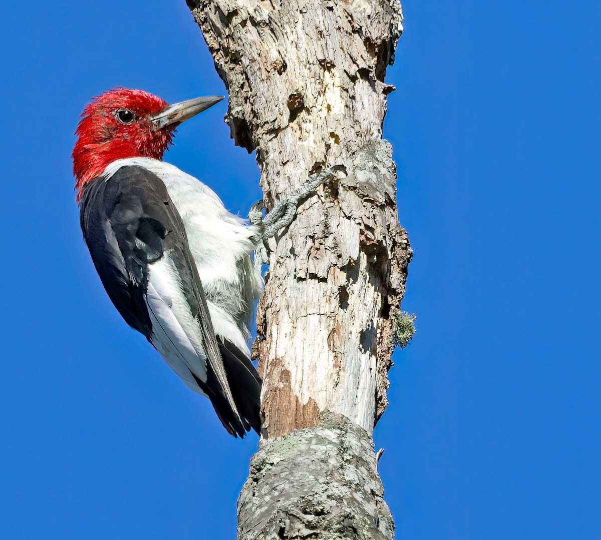 Red-headed Woodpecker - ML493454671