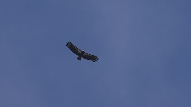 California Condor - ML493455431