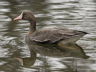 Greater White-fronted Goose, ML493457581