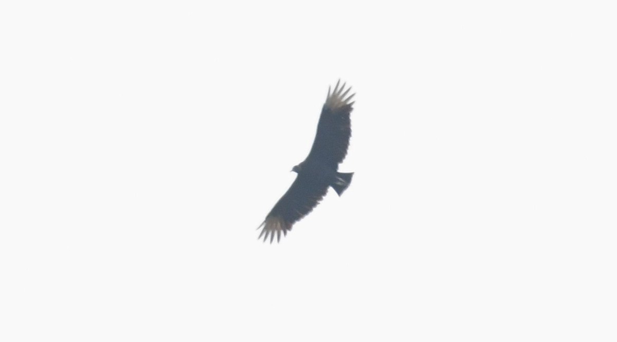 Black Vulture - ML493461641