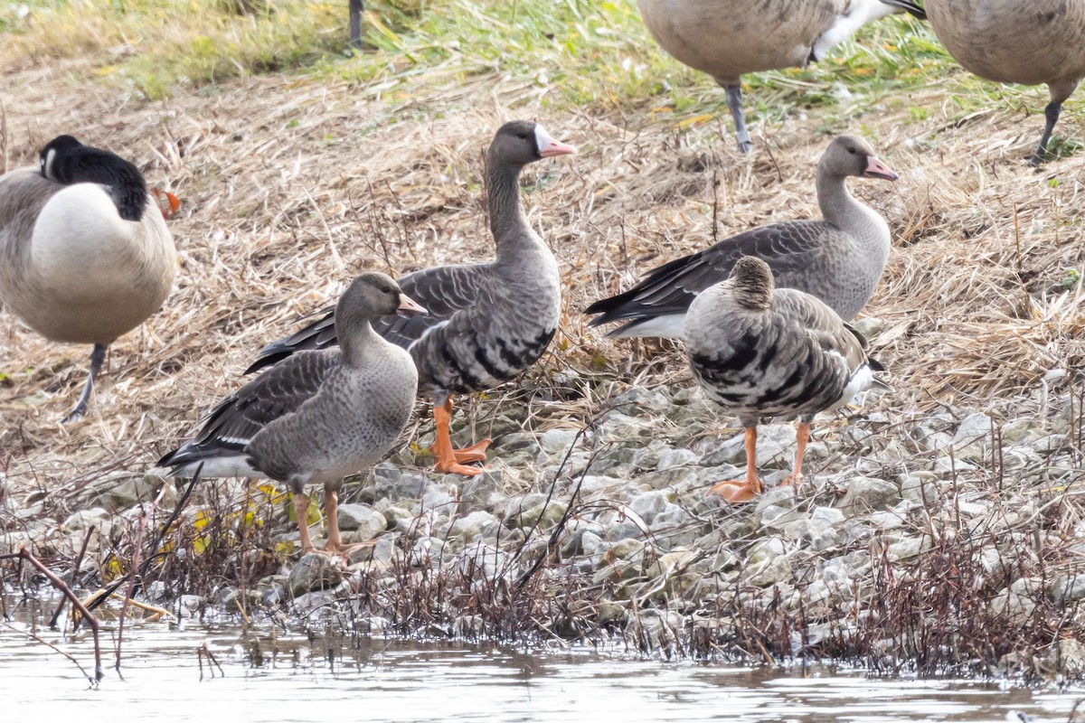 Greater White-fronted Goose - Brad Imhoff