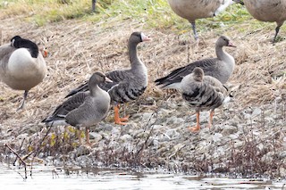 Greater White-fronted Goose, ML493462291