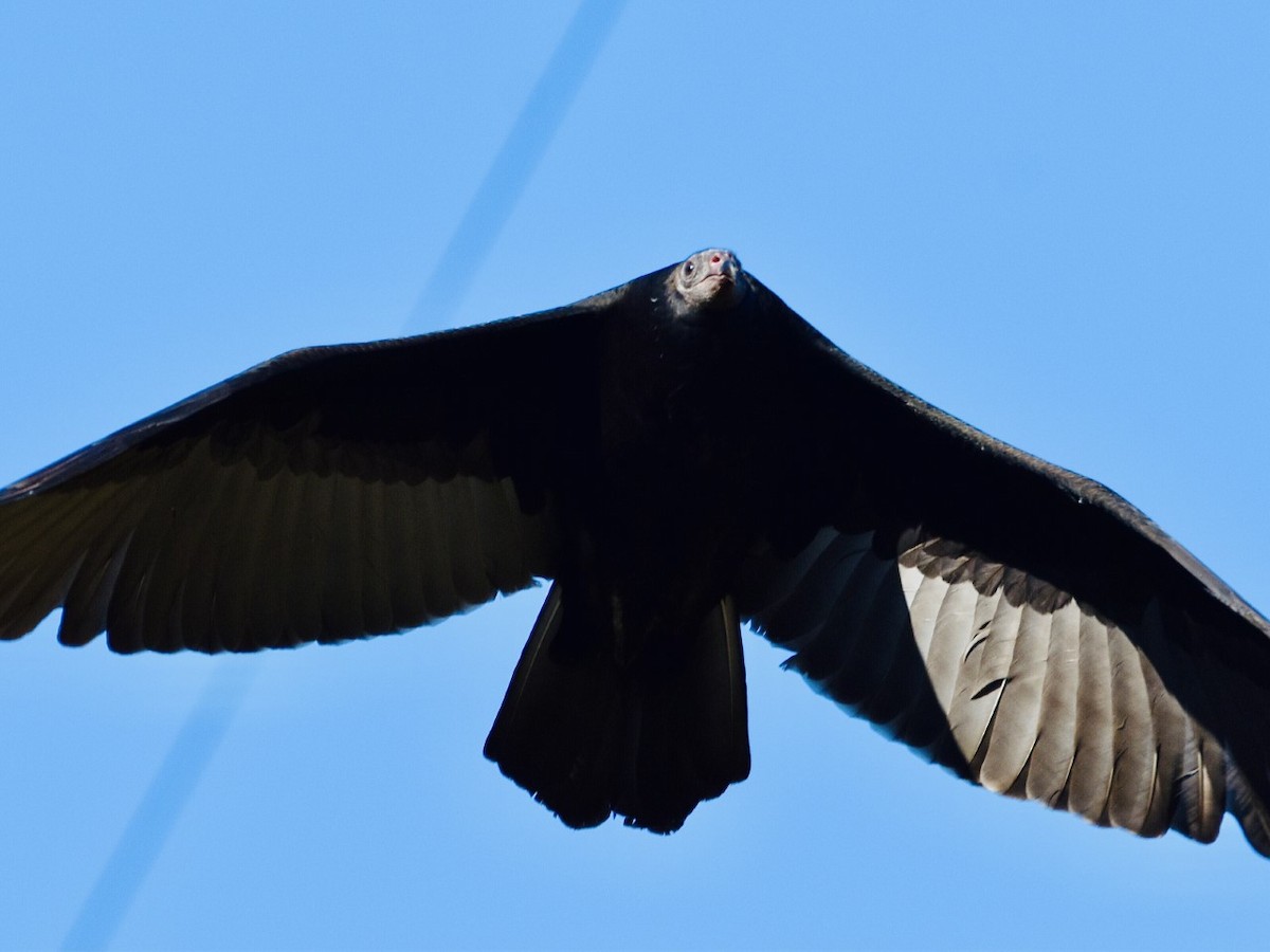 Black Vulture - ML493463561
