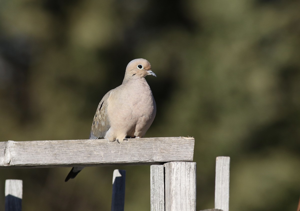 Mourning Dove - Max McCarthy